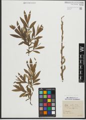 Foto von Salix purpurea L. x Salix viminalis L.